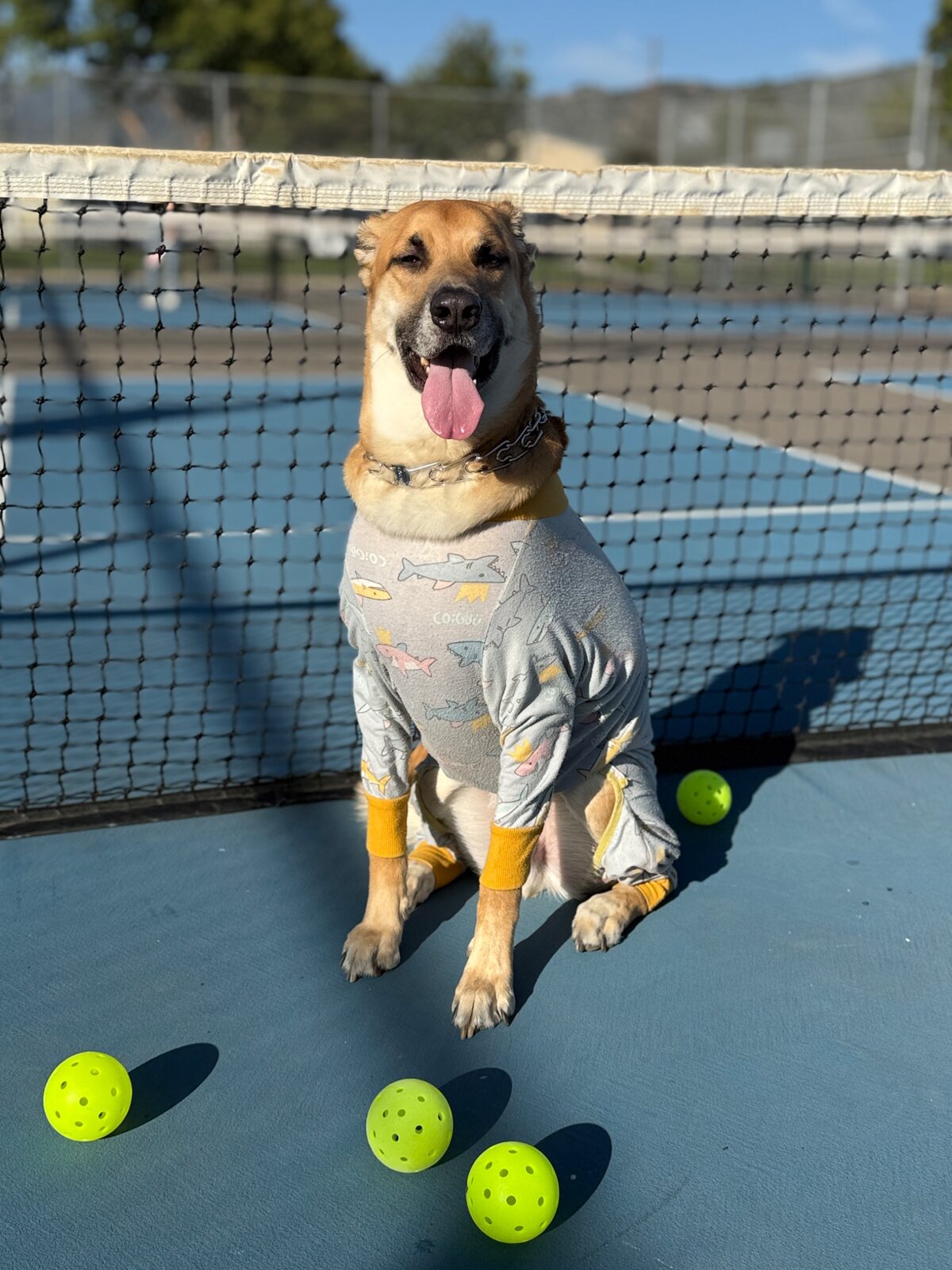 Community dog enjoying a sunny day on the pickleball court
